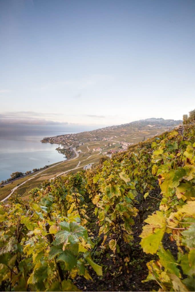 Vue sur les vignobles de Lavaux et le lac Léman illustrant l’accompagnement stratégique et financier des PME en Suisse romande.